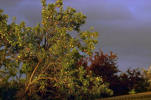 one of our plum trees at sunset