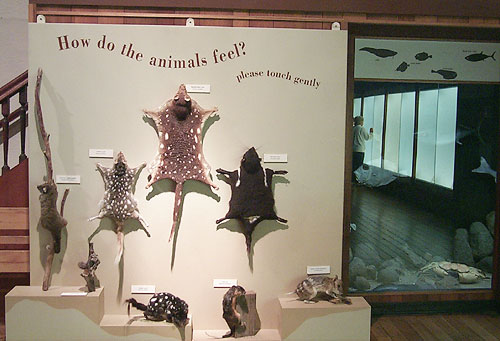 dead animal exhibit in the State Gallery in Hobart