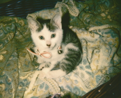 an old polaroid picture of missi our cat